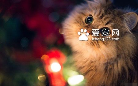 貓怎麼裝死的 4步驟輕松訓練貓貓裝死