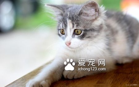 貓會死在家裡嗎 貓咪是不會在家中死去的