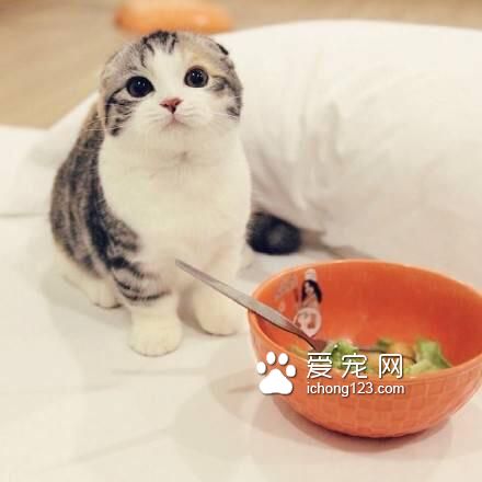 貓幾天不吃東西會死 三天不吃盡快看醫生