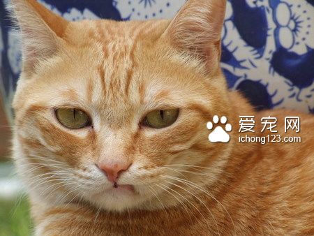 一般的貓是什麼品種 8種常見的貓咪