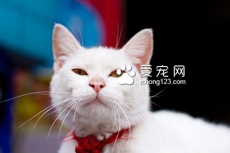 貓尿頻怎麼回事 保持貓咪生存環境的干淨