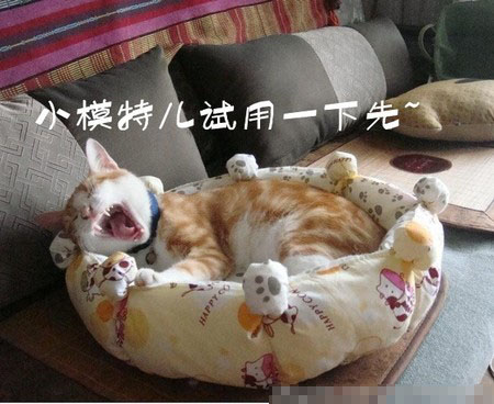 貓窩多少錢 一般在幾十元到幾百元不等