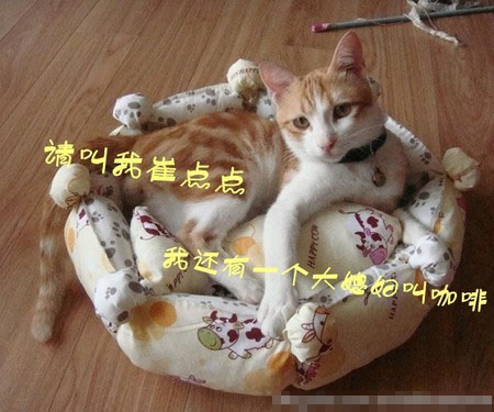 貓窩多少錢 一般在幾十元到幾百元不等