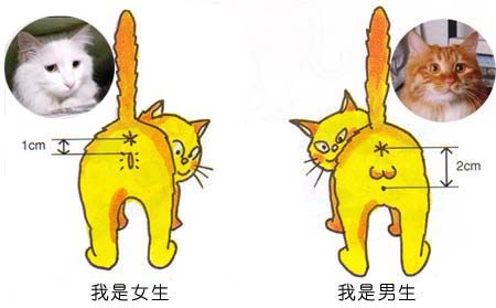小貓怎麼分辨公母 看小貓後面洞洞的位置