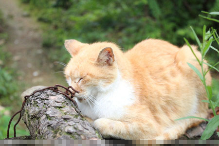 野貓和家貓的區別 家貓聽主人話不會亂跑