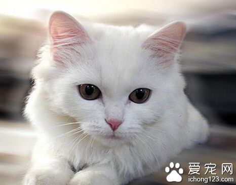 養貓好嗎 對孕婦的威脅主要來自“弓形蟲”