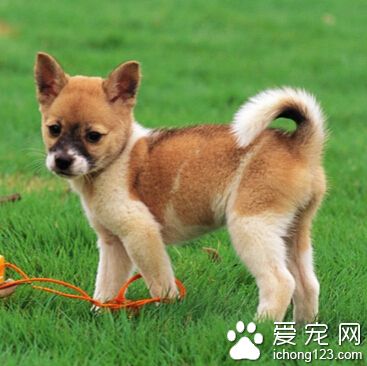 狗狗驅蟲針多少錢 治療後多喝水