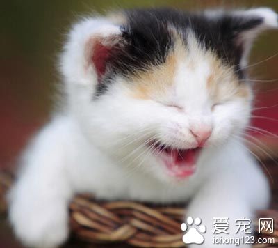 貓不能吃鹽嗎 不需要很多的鹽分補充