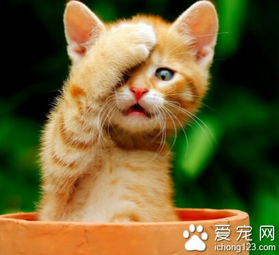 貓不能吃的東西 注意貓咪食物的禁忌
