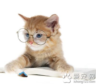 貓睡覺為什麼打呼噜 貓咪偶爾也會打呼