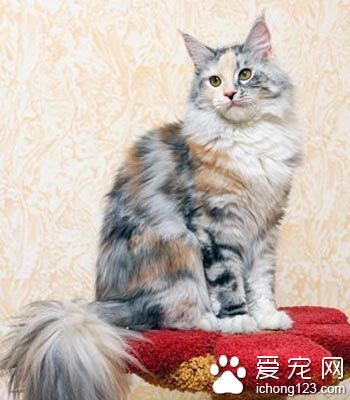 貓喜歡在哪裡睡覺 喜歡舒服暖和的地方