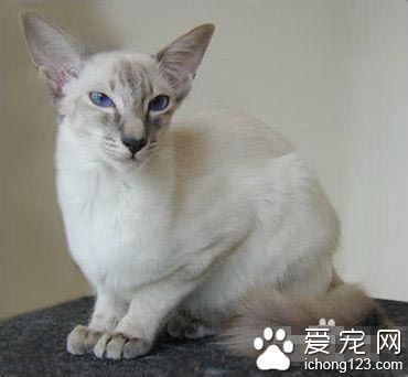 巴厘貓能長多大 它的體型比較纖細