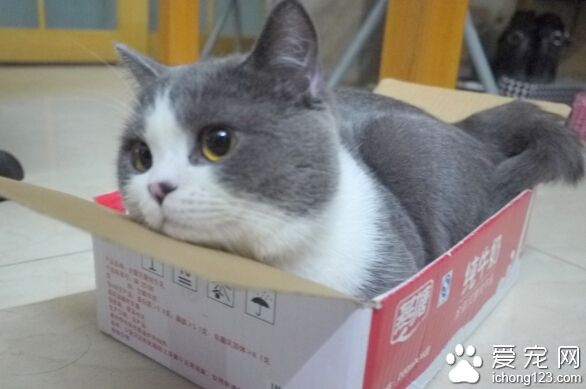 英國短毛貓的特征 頭圓眼圓尾尖都圓