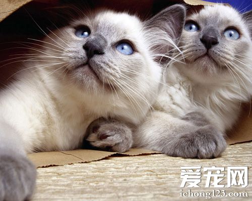 暹羅貓貓糧 干糧濕糧兩種貓糧各有利弊