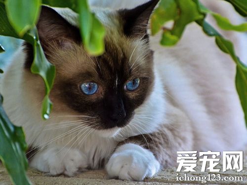 暹羅貓喂養 吃什麼食物對身體好