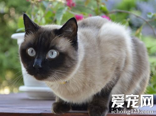暹羅貓吃什麼貓糧 看成份中的防腐劑