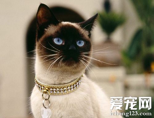 暹羅貓大概多少錢 世界著名的短毛貓