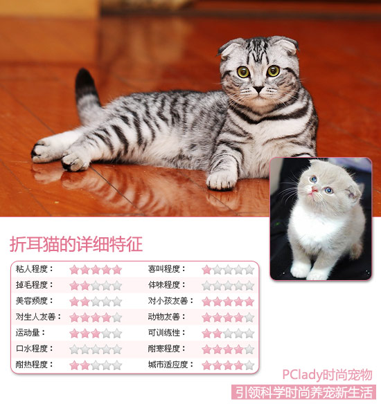 糖果般甜美 4招純種折耳貓帶回家