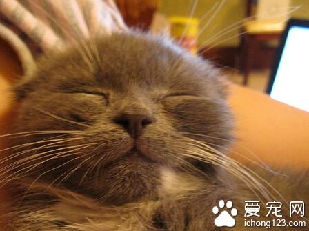 寵物貓名字 可以根據貓咪的花色來取名字