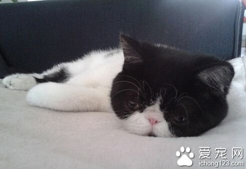 貓食欲不振 除了生病也有可能食物變質