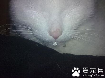 貓流口水 貓咪很有可能是得了多涎症