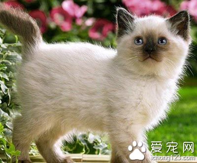 巴厘貓喜叫程度 是不會經常喊叫的