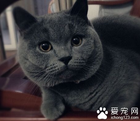 英國短毛貓多少錢 生活中的最佳伴侶