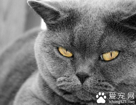 英國短毛貓能長多大 骨架粗壯肌肉發達