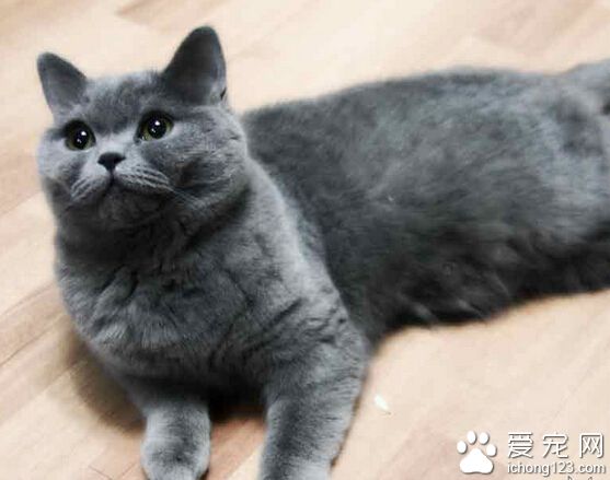 英國短毛貓吃什麼 肉食動物清淡為主