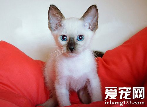 暹羅貓聰明嗎 性格剛烈好動的貓咪