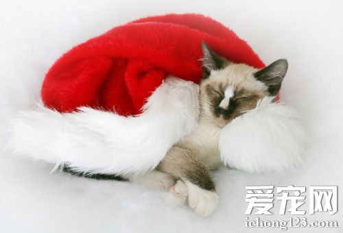 如何挑選暹羅貓 家裡自己繁育的比較好
