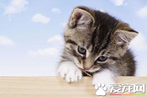 母貓絕育手術後護理 手術結束後打止血針