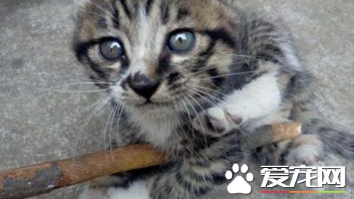 貓會得什麼病 七種貓咪最常見的病症