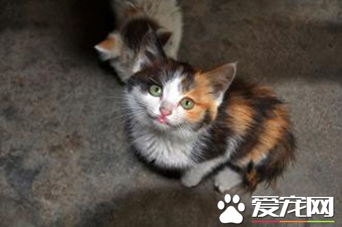 貓咪難產怎麼辦 難產多以初產貓發生多