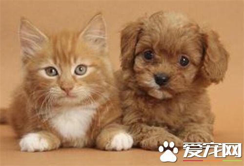 貓貓發燒怎麼辦 貓咪多少度是正常的體溫