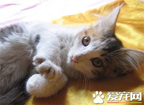 寄養貓咪多少錢 店鋪寄養的時間應如何控制