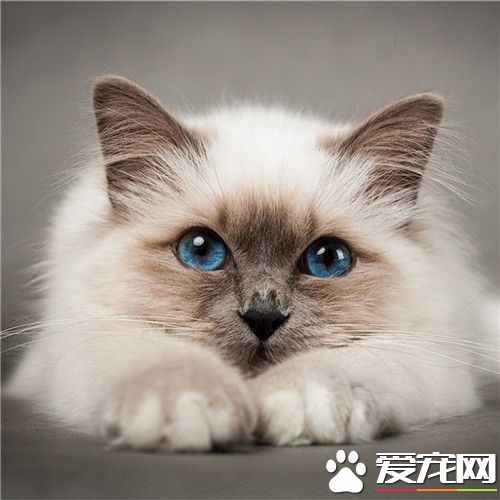貓咪拉稀帶血 貓咪拉稀帶血的三種主要原因
