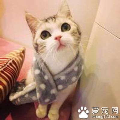 貓發情會吐嗎 一般情況下是不會嘔吐的