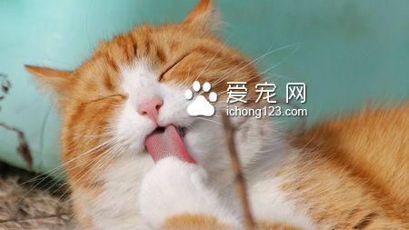 貓快死了怎麼辦 10歲以上就是老貓了