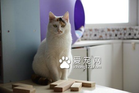 貓尿頻吃什麼藥 打消炎針或者吃消炎藥