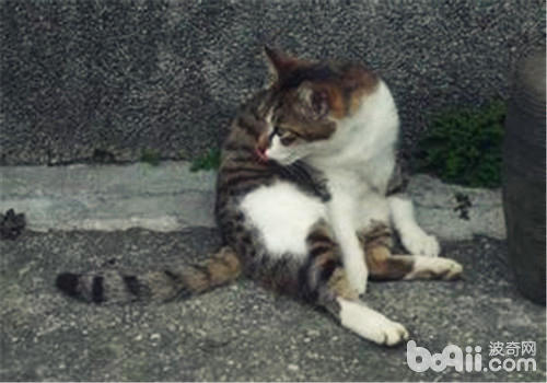 貓咪