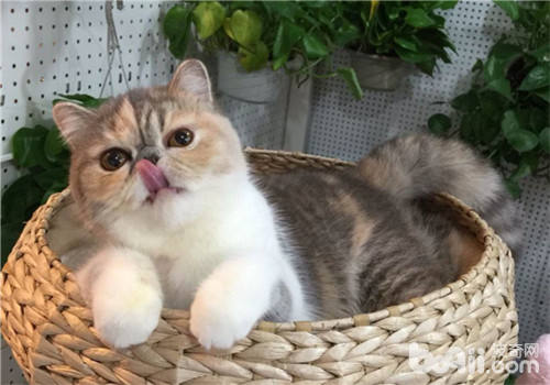 波斯貓