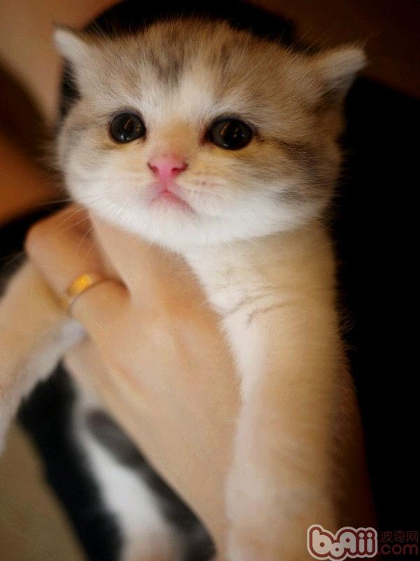 折耳貓