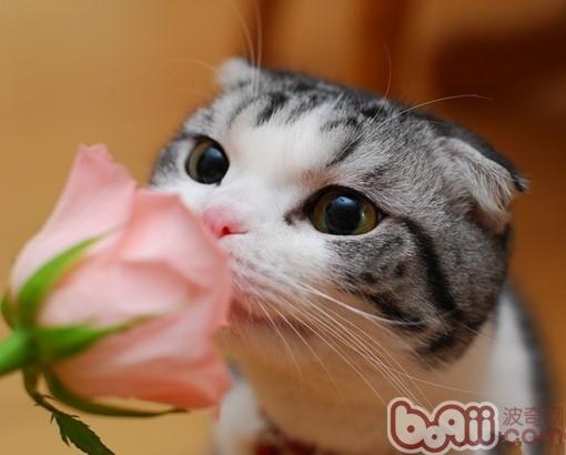 蘇格蘭折耳貓