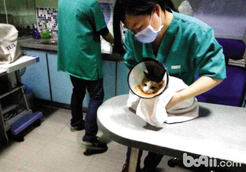 在手術前我們需要對貓咪做什麼？