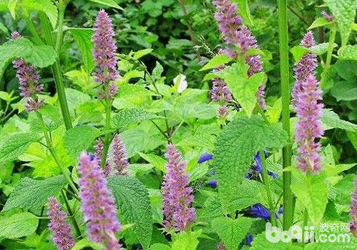 夏枯草