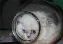 慎！不要將人類的藥物喂貓吃