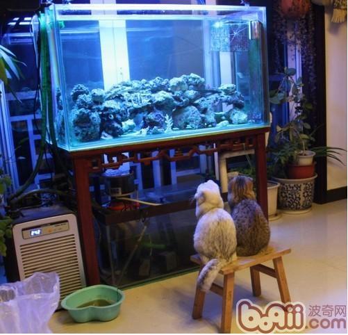 貓咪看魚圖