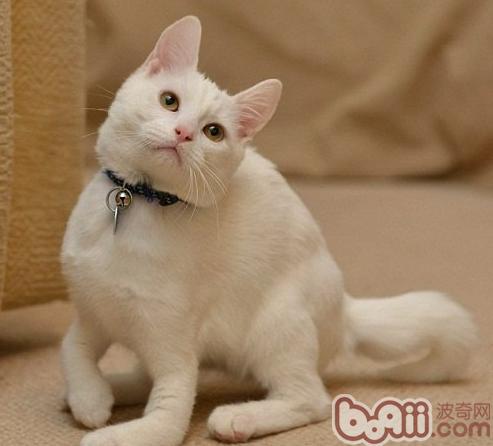 寵物貓