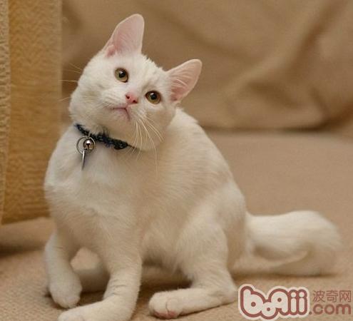 寵物貓